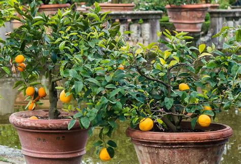 最好種的果樹|庭院內建議種那些果樹 Suggested fruit trees for courtyard